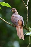 Brown Cuckoo-Doveborder=